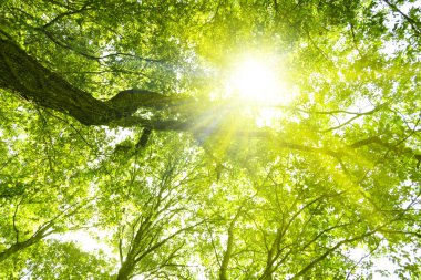 Ağaçların arasından süzülen güneş ışığı