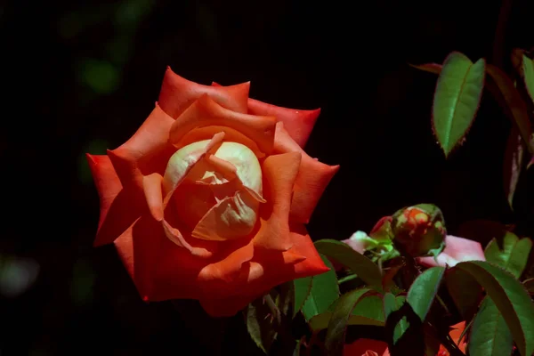 Floribunda Naranja Amarilla — Foto de Stock