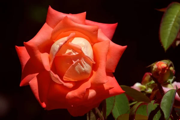 Floribunda Naranja Amarilla — Foto de Stock