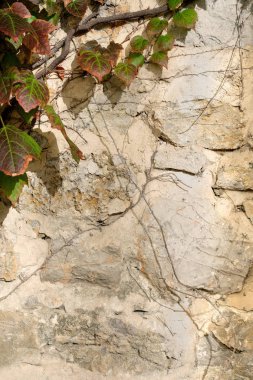 Taş duvar arka plan üzerinde sonbahar yaprakları