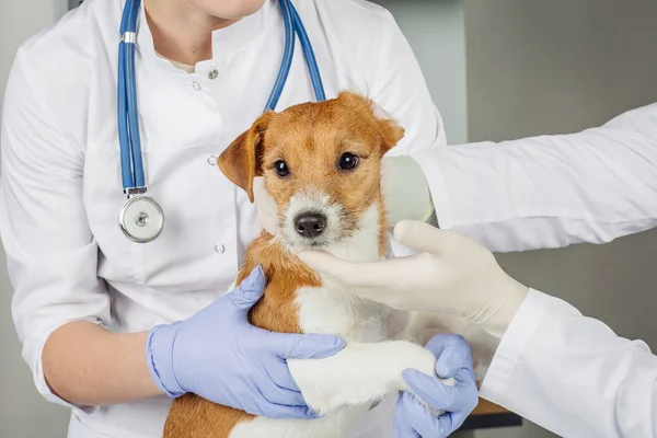 Veterinarian checking up sick dog — Stock Photo, Image