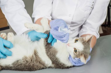Veteriner veteriner Kliniği iş başında. 