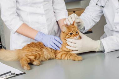 Veteriner veteriner Kliniği iş başında. 