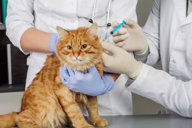 Veteriner veteriner Kliniği iş başında. 