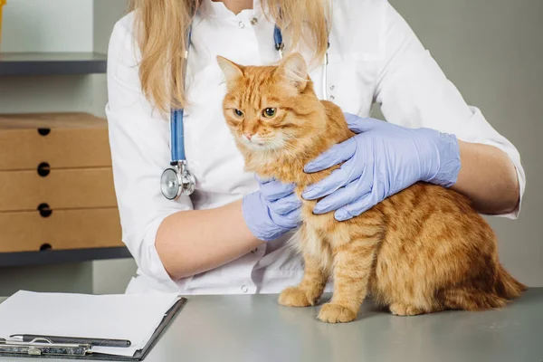 Tierarzt in Tierklinik bei der Arbeit. — Stockfoto