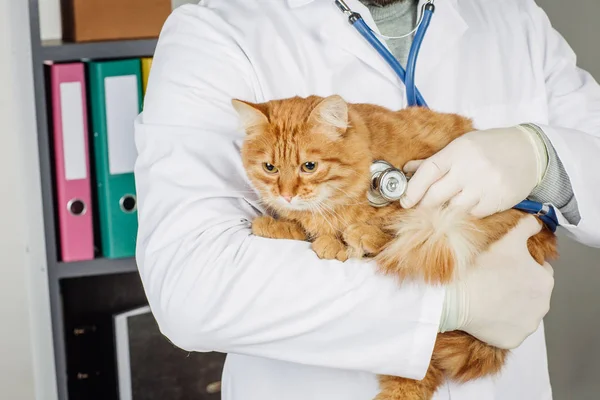 Tierarzt Untersucht Kätzchen Tierklinik — Stockfoto