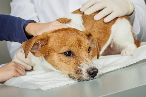 Hayvan hastalıklarıyla ilgili ve Yardımcısı veteriner Kliniği — Stok fotoğraf