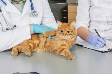 Veteriner hasta köpek stetoskop ile kontrol