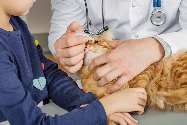 Veterinário na clínica veterinária no trabalho . — Fotografia de Stock