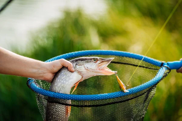 Homem segurando um peixe no rio — Fotografia de Stock