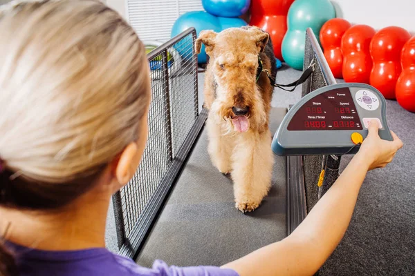 Dog training in the fitness club — Stock Photo, Image