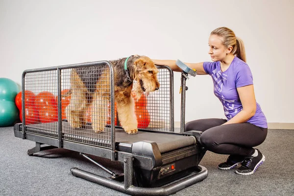 Opleiding van de hond in de fitnessclub — Stockfoto