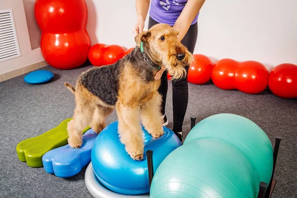 Dog training in the fitness club