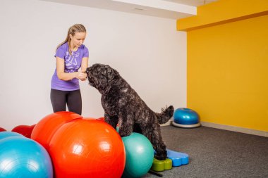 Köpek eğitim fitness Club