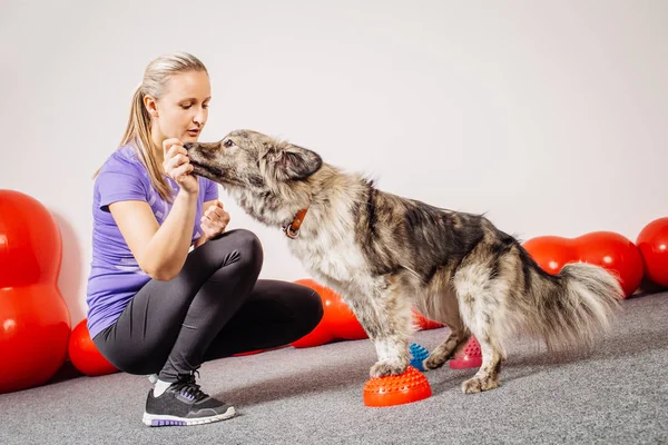 Dog training in the fitness club