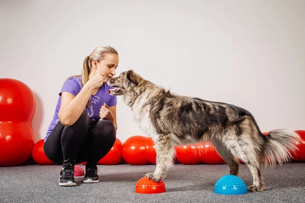 Dog training in the fitness club