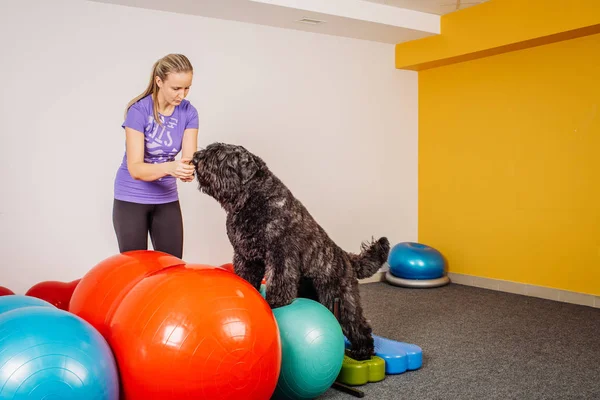 Szkolenie psów w klubie fitness — Zdjęcie stockowe