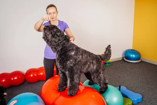 Entraînement de chien au club de fitness — Photo