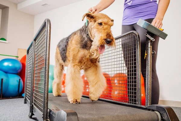 Entrenamiento de perros en el gimnasio —  Fotos de Stock