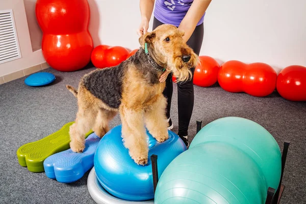 Entrenamiento de perros en el gimnasio —  Fotos de Stock