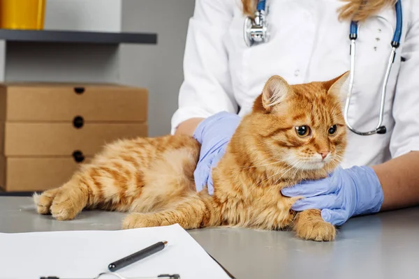 Vétérinaire Examinant Chaton Hôpital Vétérinaire — Photo