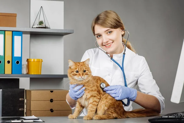 Vétérinaire Examinant Chaton Hôpital Vétérinaire — Photo