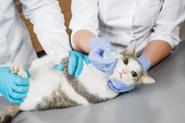 Tierärzte Untersuchen Kranke Katze Mit Stethoskop — Stockfoto