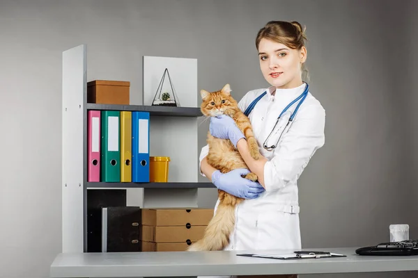 Veterinarian holding a kitten in animal hospital