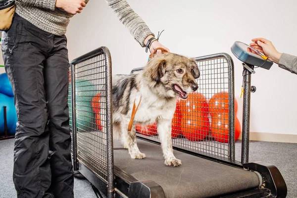 Hundetraining im Fitnessclub — Stockfoto