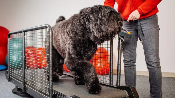 Dog training in the fitness club