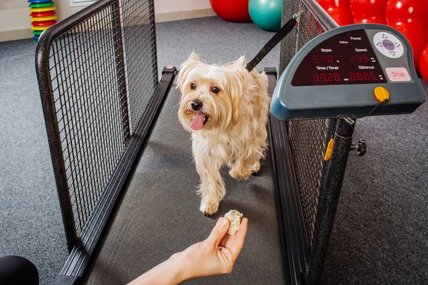 Výcvik psů ve fitness klubu — Stock fotografie