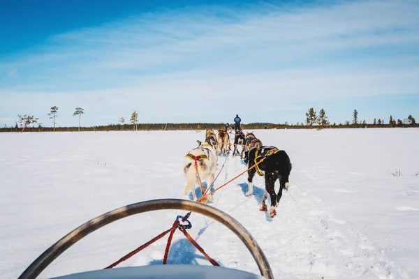 Мушеры Собакой Санях Гонки Снегу Зимой — стоковое фото