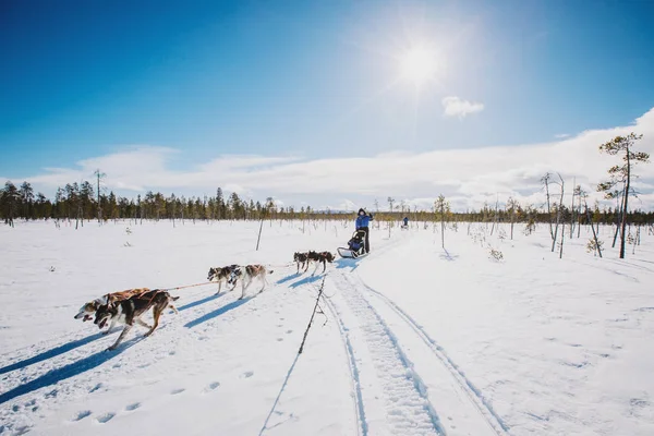 Funghi Con Cane Slitta Gara Sulla Neve Inverno — Foto Stock