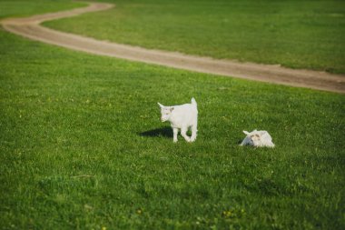 Beyaz küçük keçi 