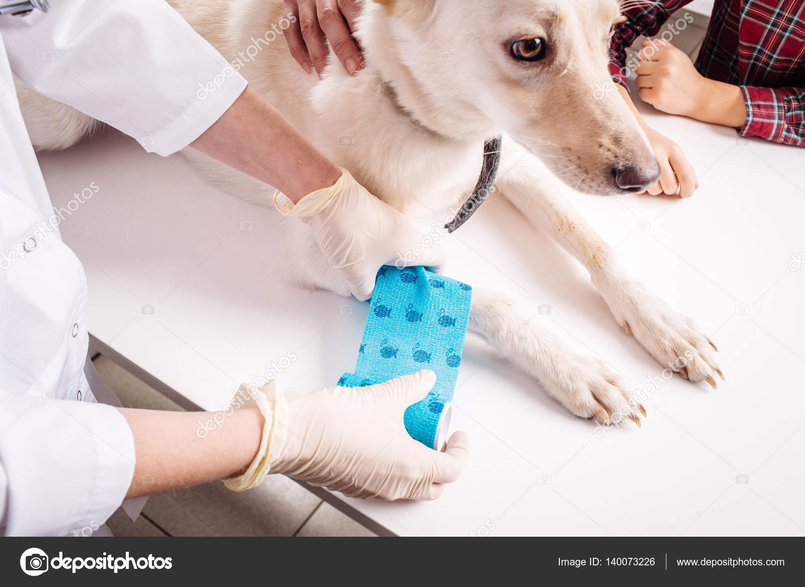 Vet bandaging paw of a dog. — Stock Photo © kaninstudio 140073226