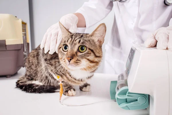 Tierarzt und Tierkonzept — Stockfoto