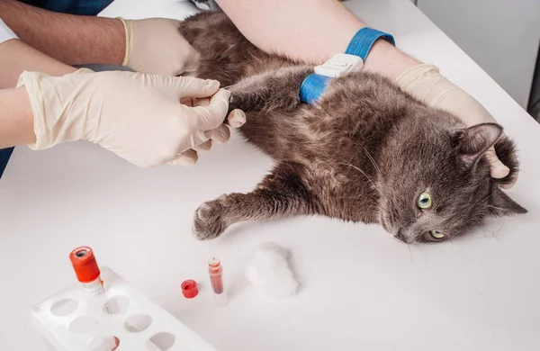 Tierärztlicher Bluttest. — Stockfoto