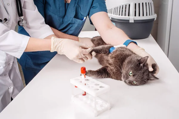 Állat-egészségügyi vér teszt. — Stock Fotó