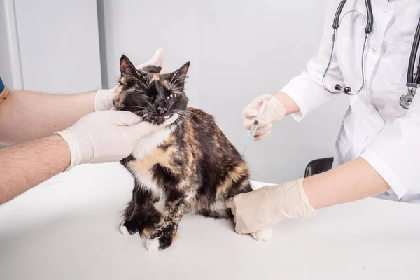 Veterinarian giving injection — Stock Photo, Image