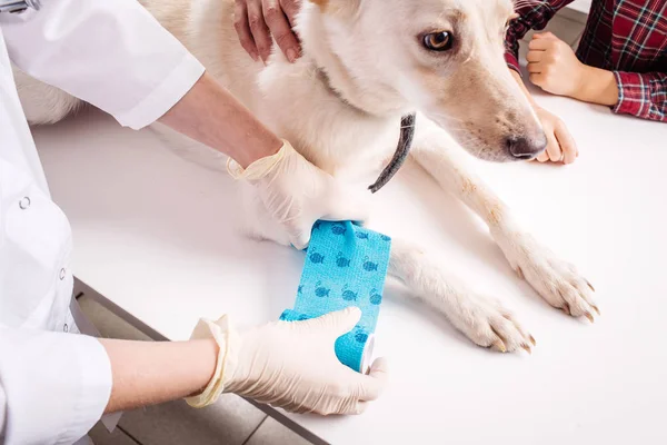 Zampa di fasciatura di veterinario di un cane . — Foto Stock