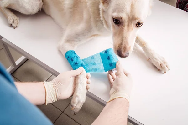 Veterinaria vendaje pata de un perro . —  Fotos de Stock