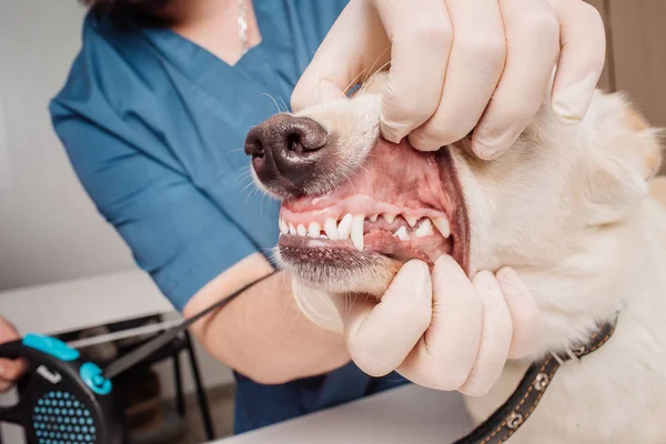 Médico veterinario inspeccionando dientes de perro en clínica veterinaria . — Foto de Stock