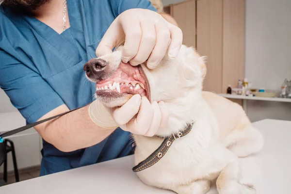 Lekarz weterynarii inspekcji zęby psa vet klinice. — Zdjęcie stockowe