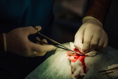 estetik plastik ameliyat sırasında dikiş koyarak cerrah  