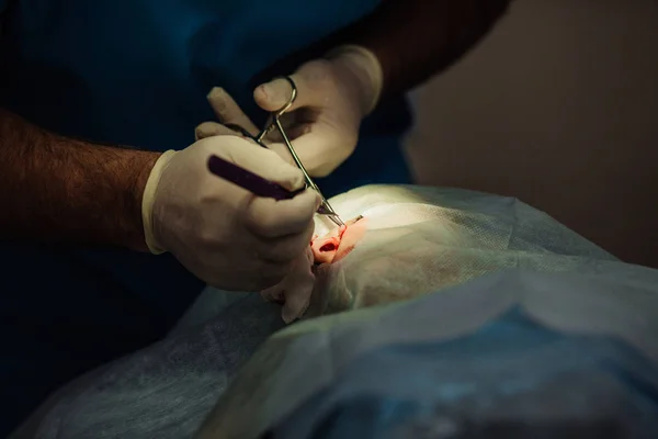 Cirurgião colocando pontos durante a cirurgia plástica estética — Fotografia de Stock