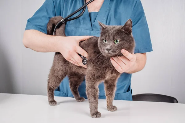 Γιατρός κτηνίατρος με στηθοσκόπιο έλεγχος γάτα στο ΚΤΗΝΙΑΤΡΙΚΗ ΚΛΙΝΙΚΗ. — Φωτογραφία Αρχείου
