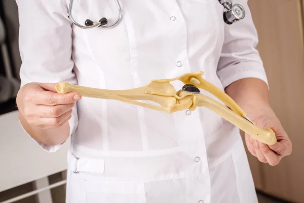 Vet lekarz trzymając fałszywe kości w vet clinic. — Zdjęcie stockowe