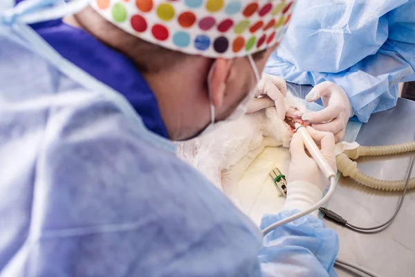 Dentist Veterinar Dinți Tratați Animalul Este Sub Anestezie Într Clinică — Fotografie, imagine de stoc