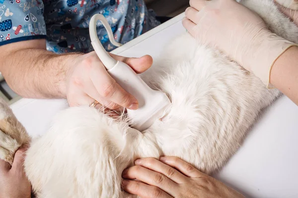 Katze mit Ultraschall in Tierarztpraxis. — Stockfoto