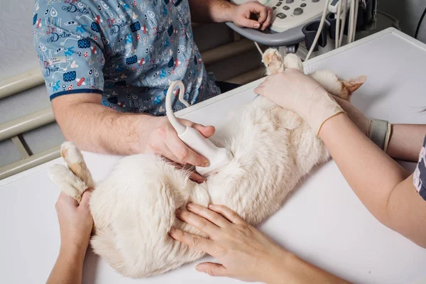 Katze mit Ultraschall in Tierarztpraxis. — Stockfoto